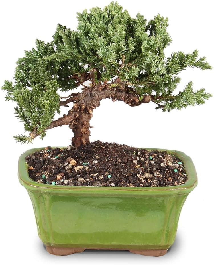 Brussel's Bonsai - Live Green Mound Juniper Bonsai Tree in Decorative Container, 3 Years Old, 4-6 Inches Tall (Small)