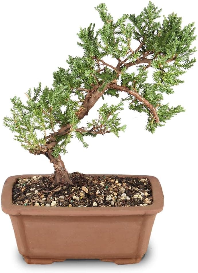 Best Juniper Bonsai Trees