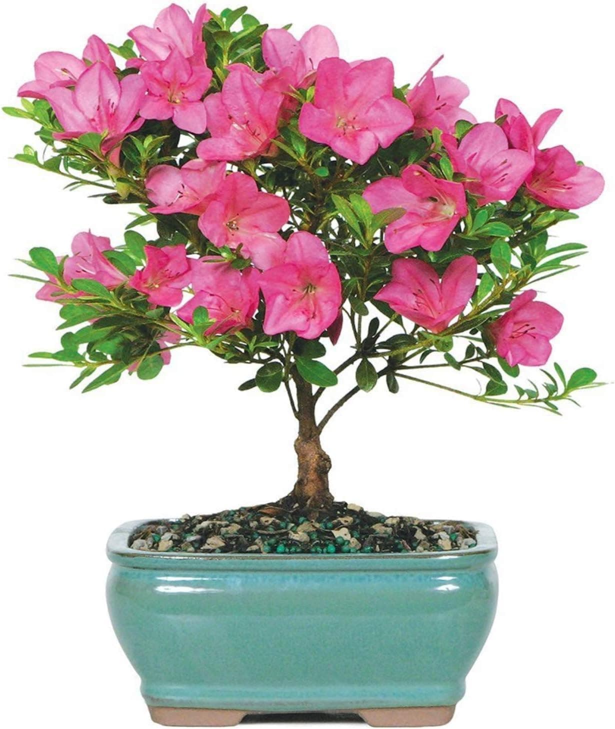 Brussel's Live Satsuki Azalea Outdoor Bonsai Tree - 5 Years Old, 6 to 8 Inches Tall with Decorative Container
