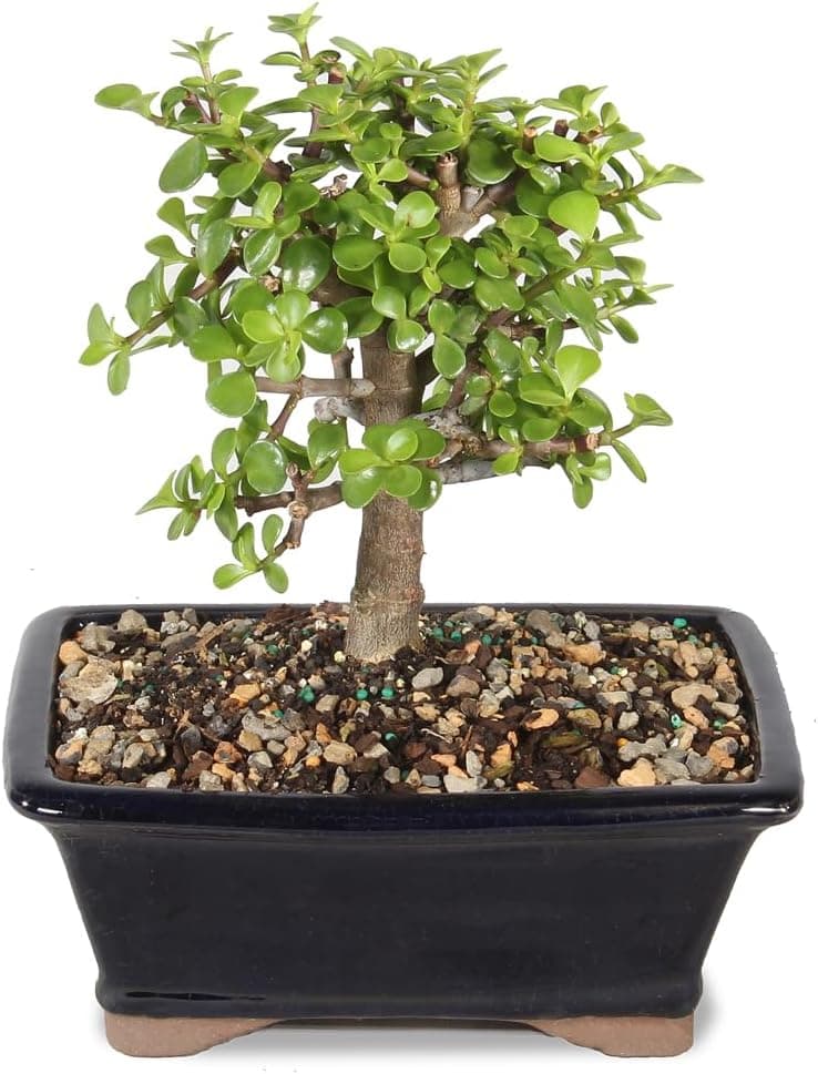 Best Jade Bonsai Trees