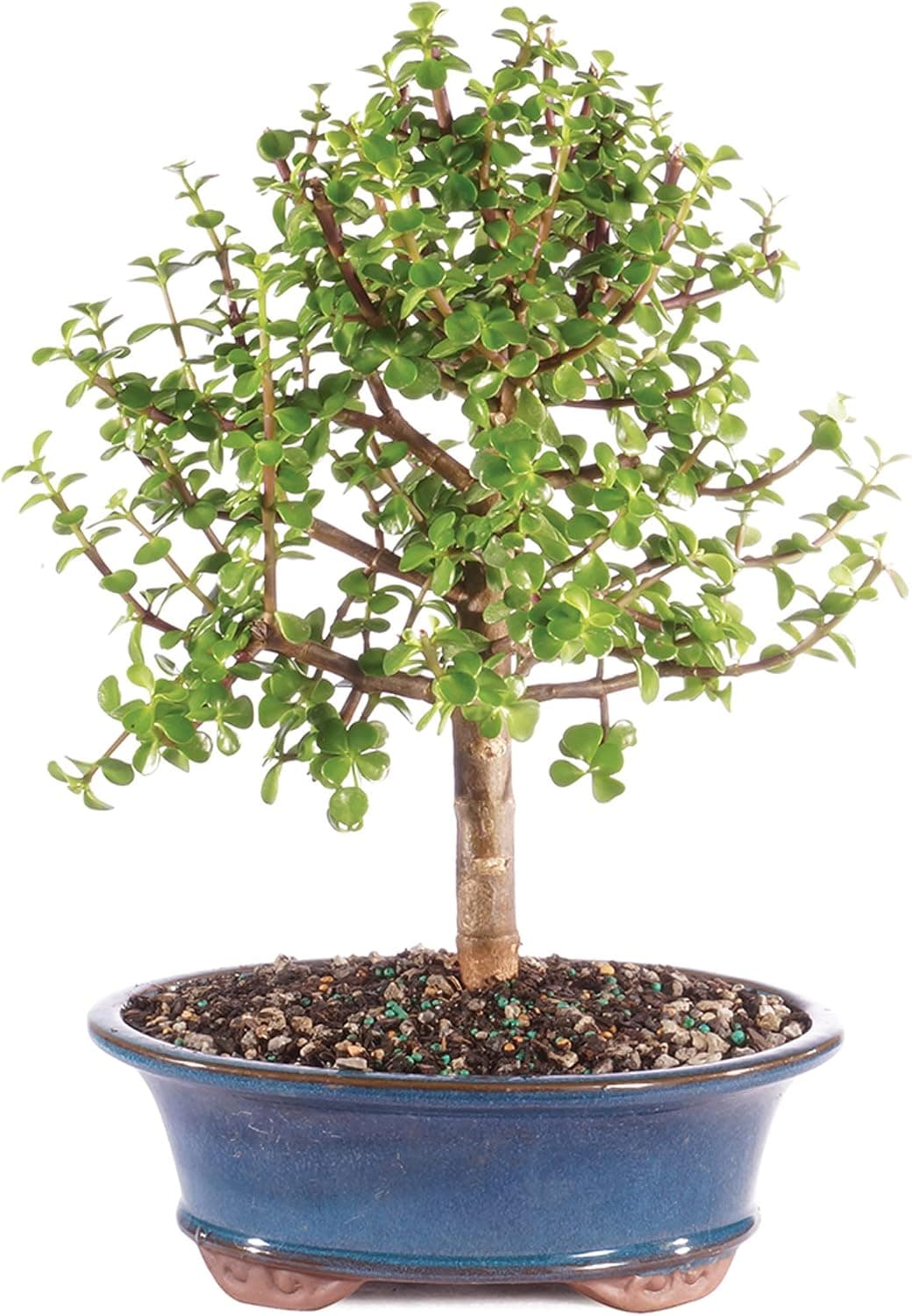 Brussel's Bonsai - Live Dwarf Jade Bonsai Tree in a Ceramic Bonsai Pot, Indoor Succulent Houseplant, 6 Years Old, 10-14 Inches Tall (Large, Green)