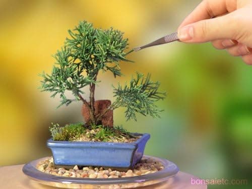 A Starter Shimpaku Juniper Bonsai Tree - Dwarf Upright Mame Bonsai