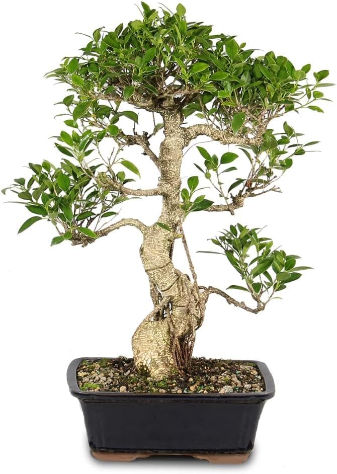 Brussel's Bonsai - Large Live Ficus Bonsai Tree, 10-Year, Indoor Houseplant, Ceramic Pot, Easy Care, Gift Ready