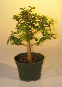 Bonsai Boy's Pre Bonsai Baby Jade Bonsai Tree - Medium Portulacaria Afra