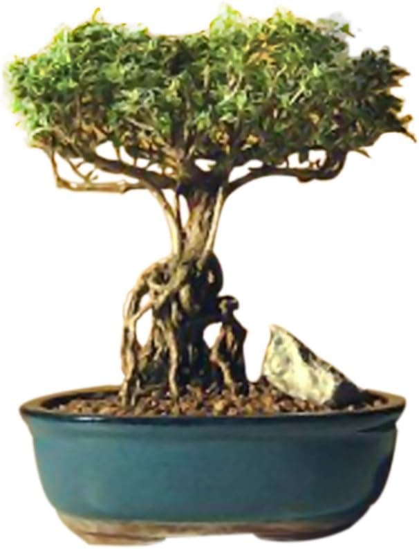 Bonsaiboy Flowering Mount Fuji Serissa With Raised Roots (Serissa Foetida)