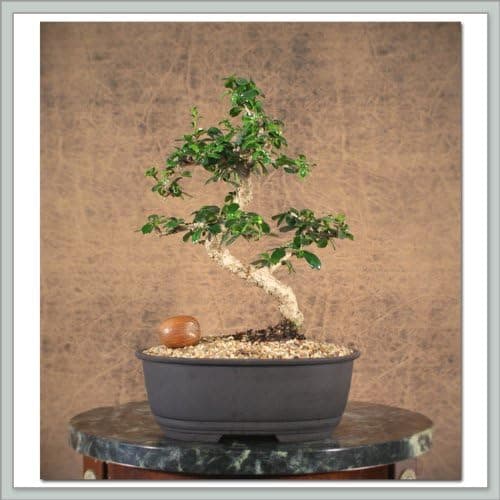 Fukien Tea Bonsai Starter Tree - Small Leaf