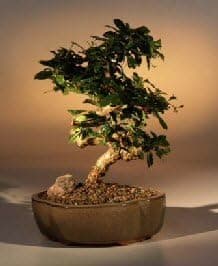Flowering Fukien Tea Bonsai Tree - Curved Trunk (Medium) (Ehretia microphylla)