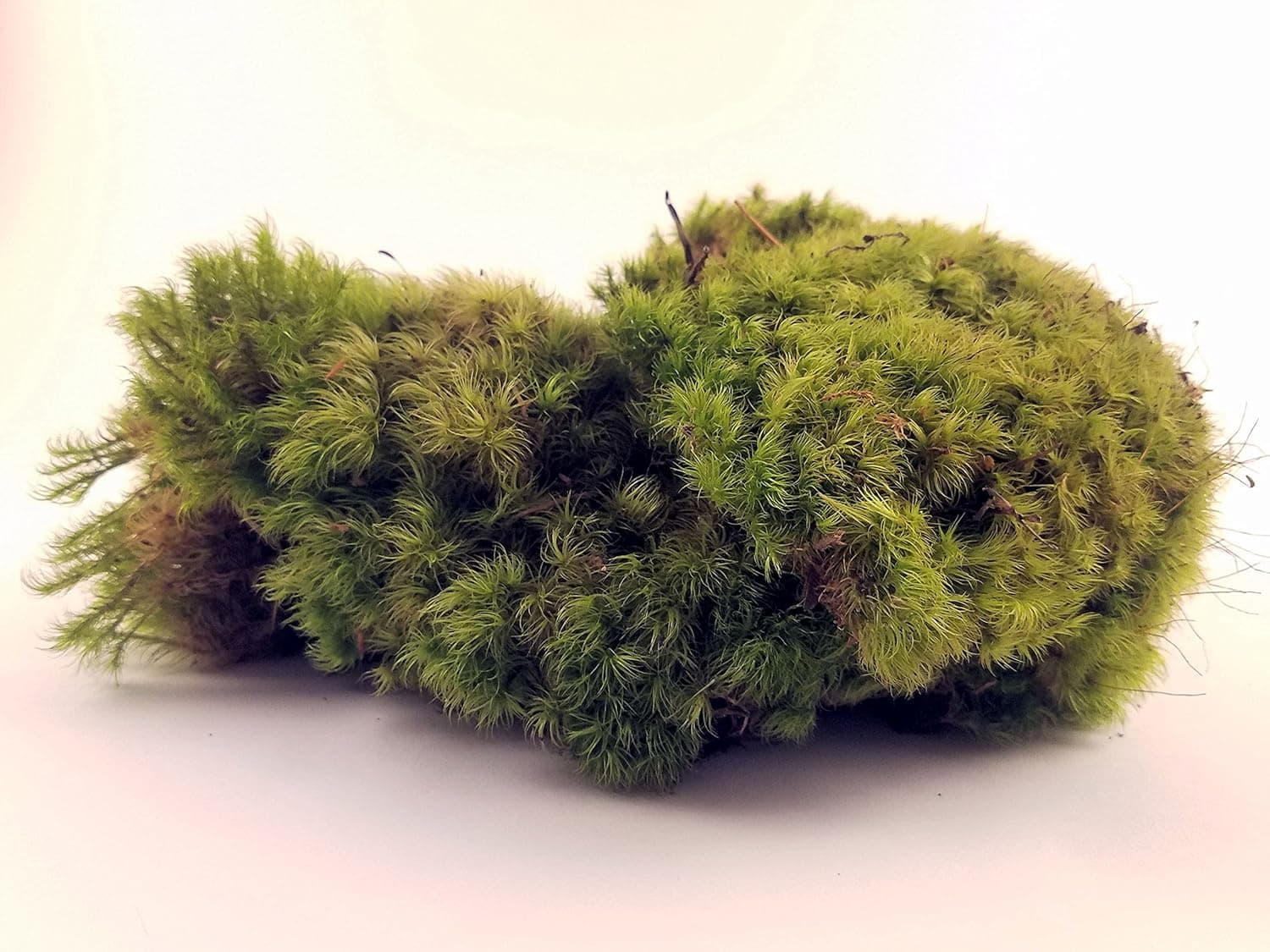 EZ Botanicals Fresh Mood Moss Perfect for Terrariums and Bonsai