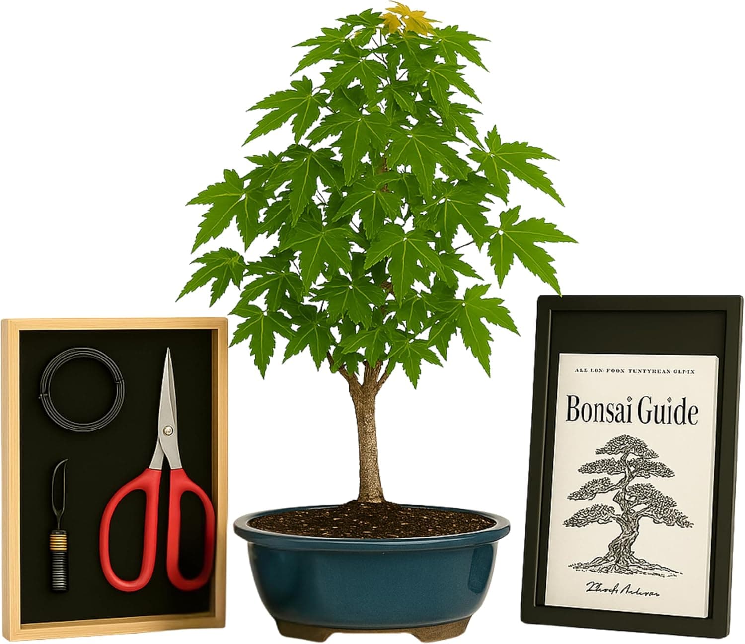 Bonsai Outlet Tree Starter Kit - Trident Maple Tree with Ceramic Pot, Includes Pruning Tools, Fertilizer, Training Wire and Beginner Guide