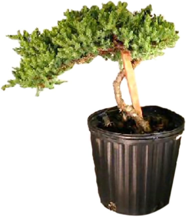 Bonsaiboy Pre Bonsai Juniper Bonsai Tree - Staked (Juniper Procumbens nana)