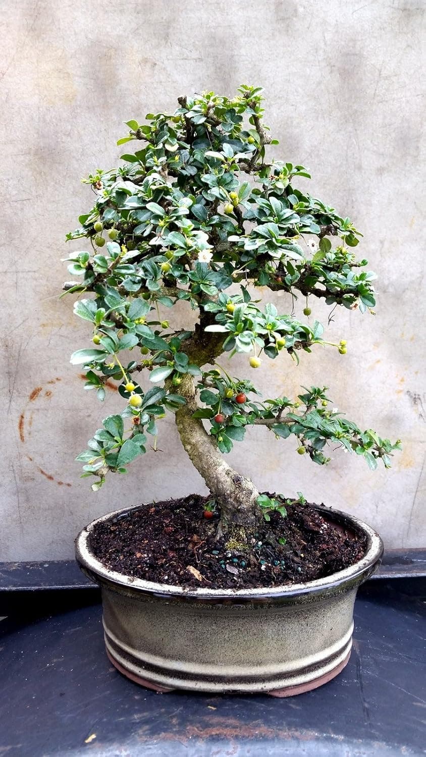 Indoorbonsaiandexotics Fukien Tea Bonsai Tree