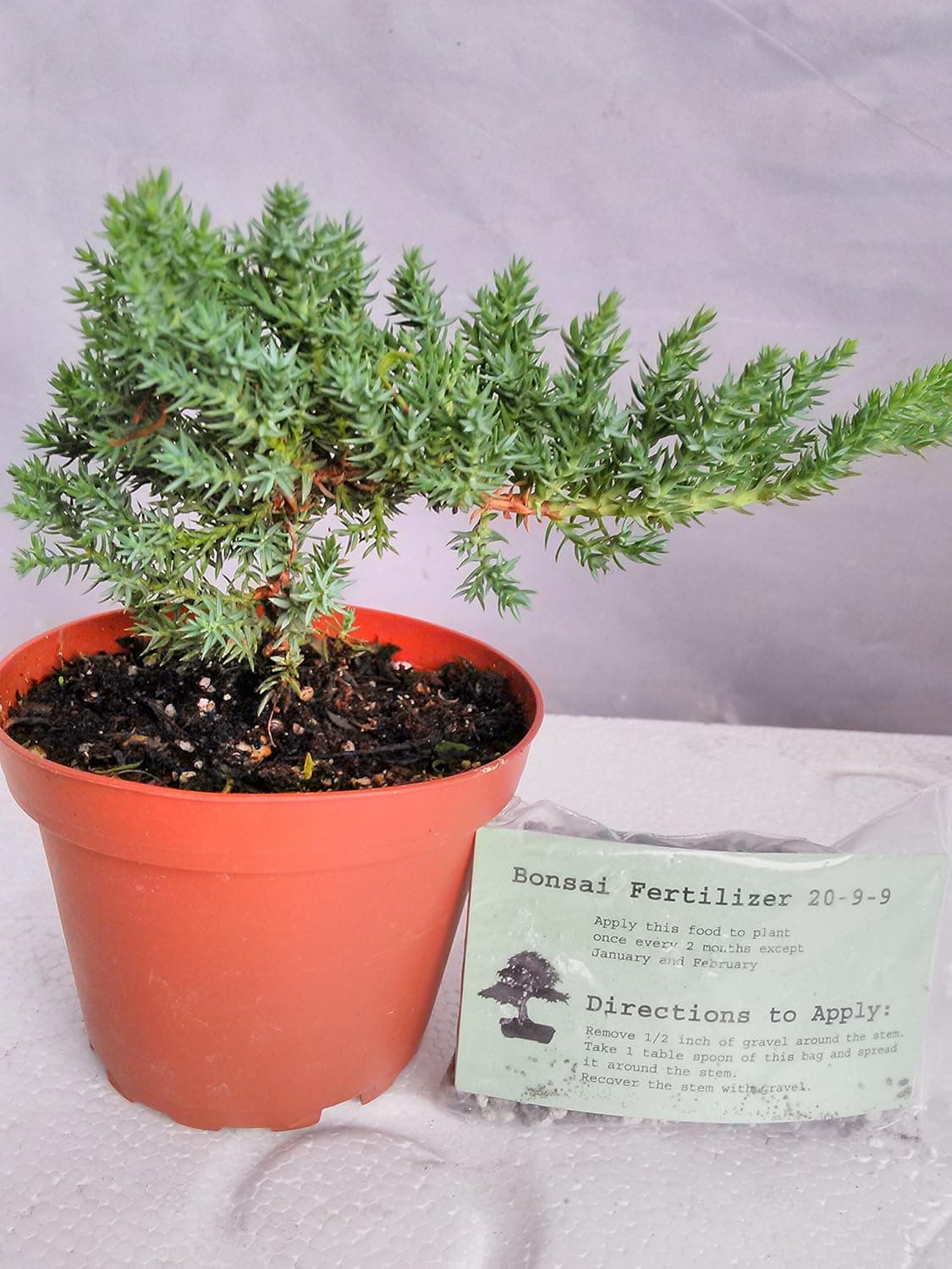 Japanese Juniper Bonsai Starter Tree - 4 inch Pot - Juniperus procumbens Nana with Bonsai Fertilizer Slow Release by jmbamboo