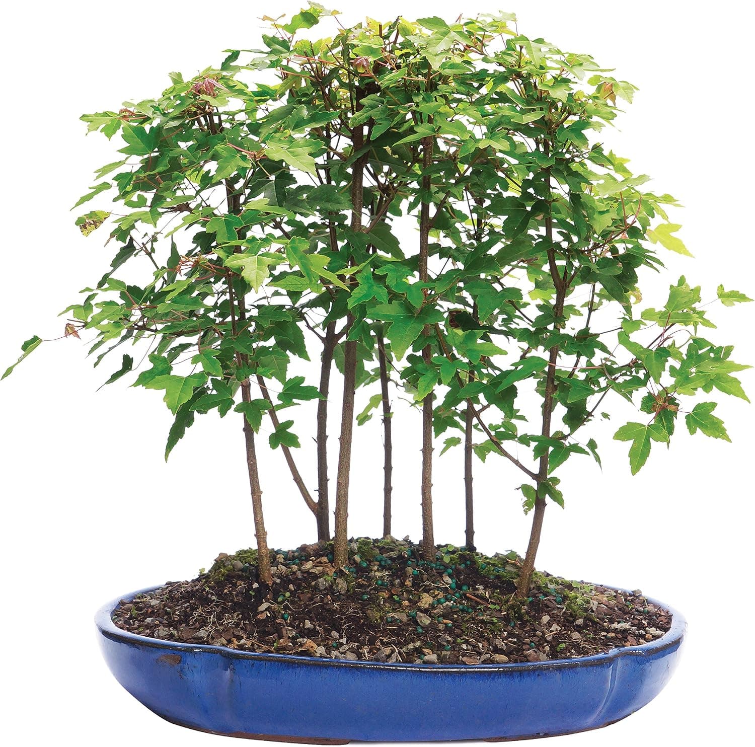 Brussel's Live Trident Maple Forest 7 Tree Outdoor Bonsai Tree - 3 Years Old, 8 to 14 Inches Tall with Decorative Container