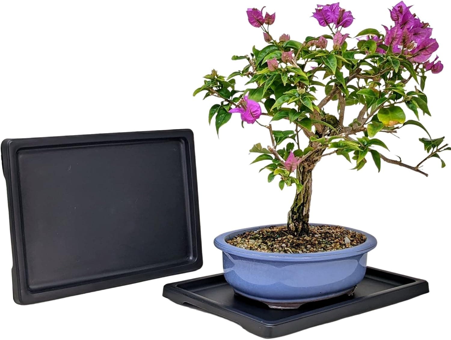 Tinyroots Bonsai Humidity Tray, 9-Inch Drip Tray, Maintains Moisture for Plants and Protects Furniture