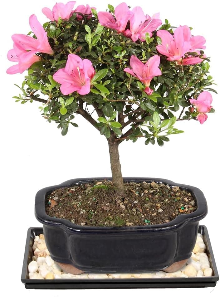 Brussel's Bonsai - Live Satsuki Azalea Bonsai Tree with Bonsai Pot and Humidity Tray, Outdoor Flowering Bonsai, 6 Years Old, 8-10 Inches Tall (Medium)