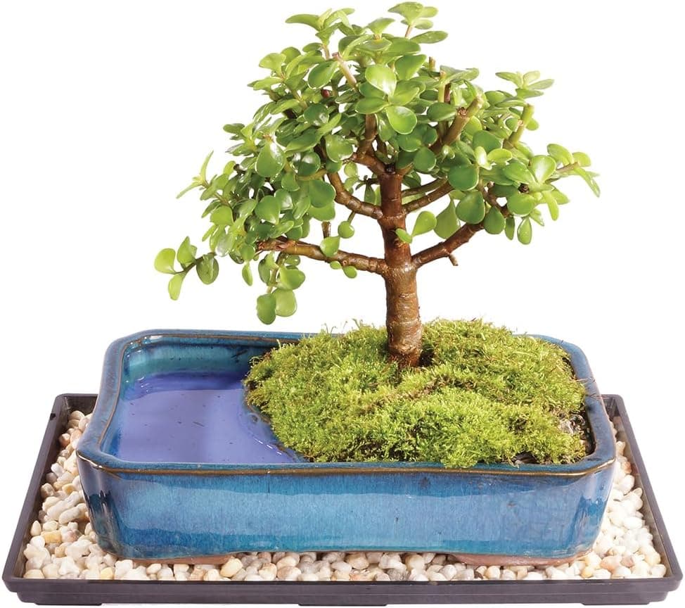 Brussel's Bonsai Live Dwarf Jade Bonsai Tree, Indoor - Medium, 4 Years Old, 8 to 12 Inches Tall with Decorative Water Bonsai Pot and Bonsai Tray