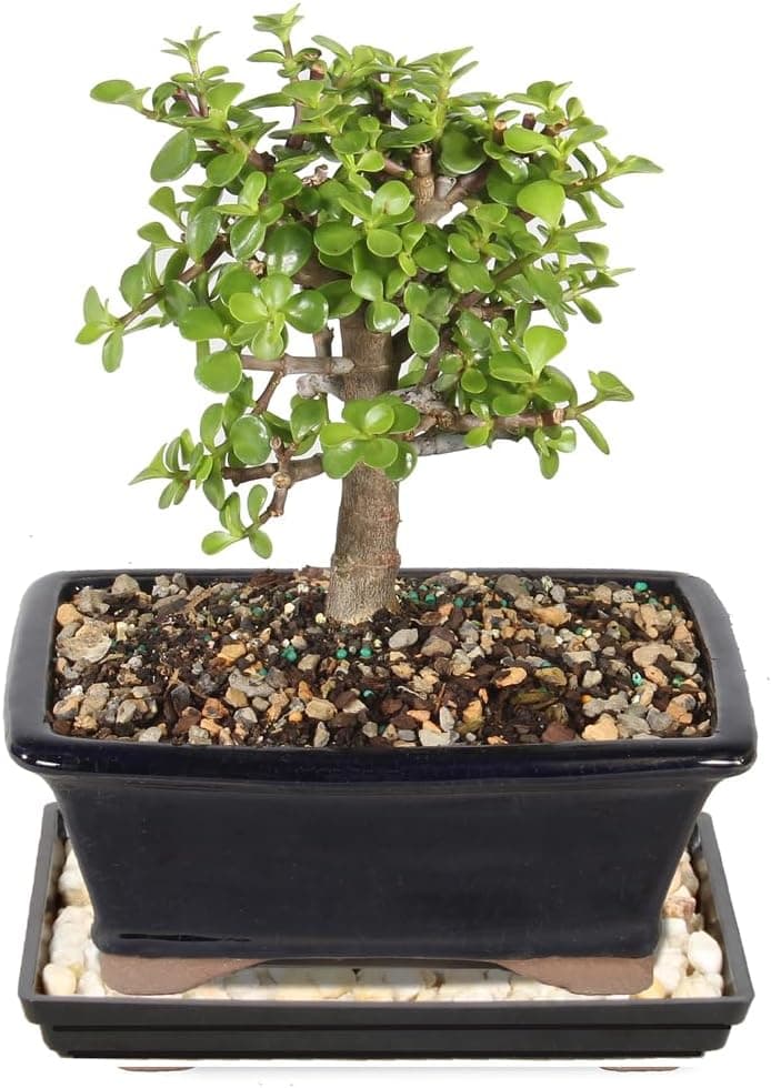 Brussel's Bonsai - Medium Live Jade Bonsai Tree, 5-Year, Indoor Houseplant, Ceramic Pot, Easy Care, Gift Ready