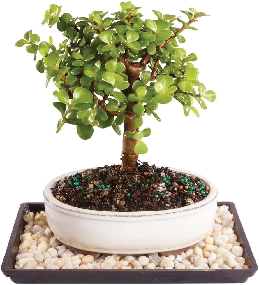Brussel's Bonsai - Live Dwarf Jade Bonsai Tree with Ceramic Bonsai Pot and Humidity Tray, 3 Years Old, 5-8 Inches Tall (Small, Green)