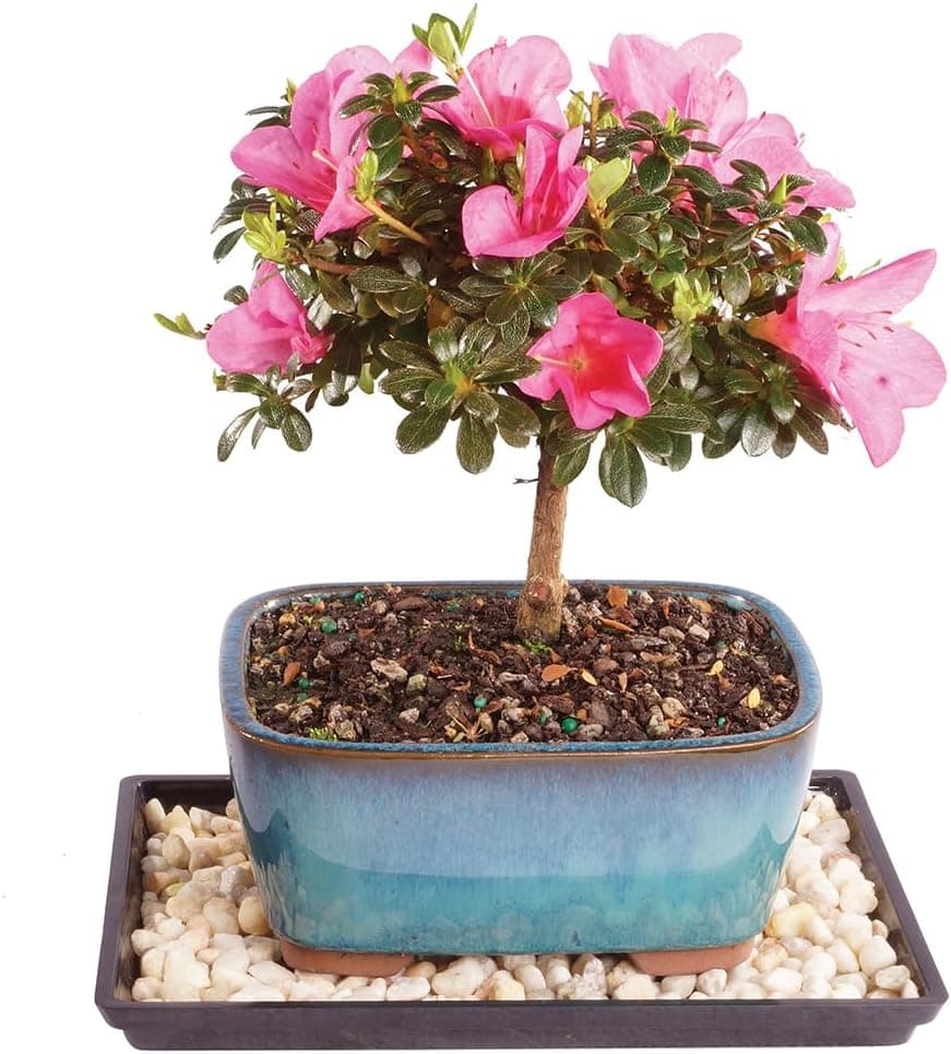 Best Outdoor Bonsai Trees