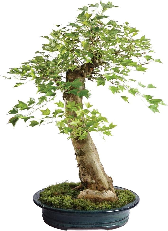 Brussel's Live Trident Maple Specimen Outdoor Bonsai Tree - 45 Years Old, 27 Inches Tall with Decorative Container