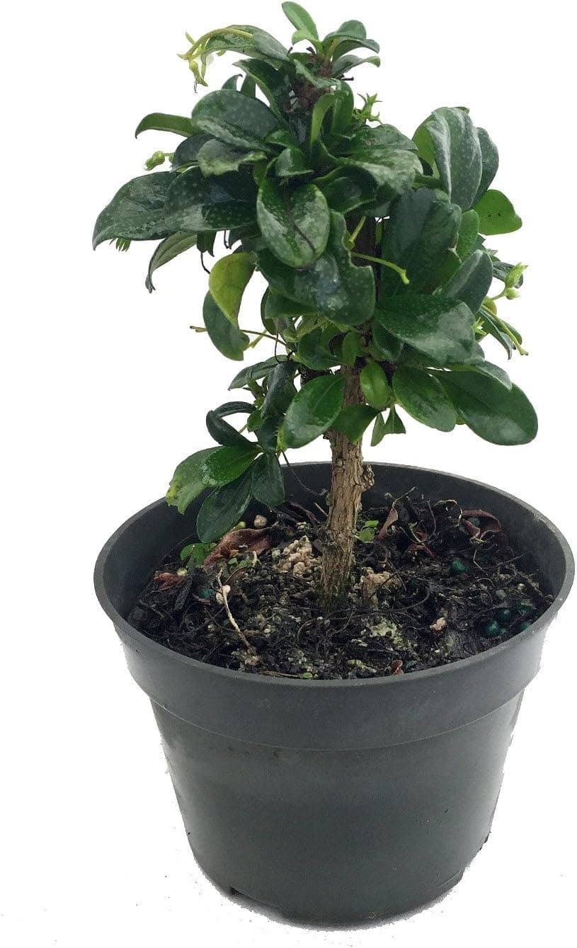 Fukien Tea Bonsai Tree - Carmona microphylla - 6 inch Pot - Indoor Houseplant