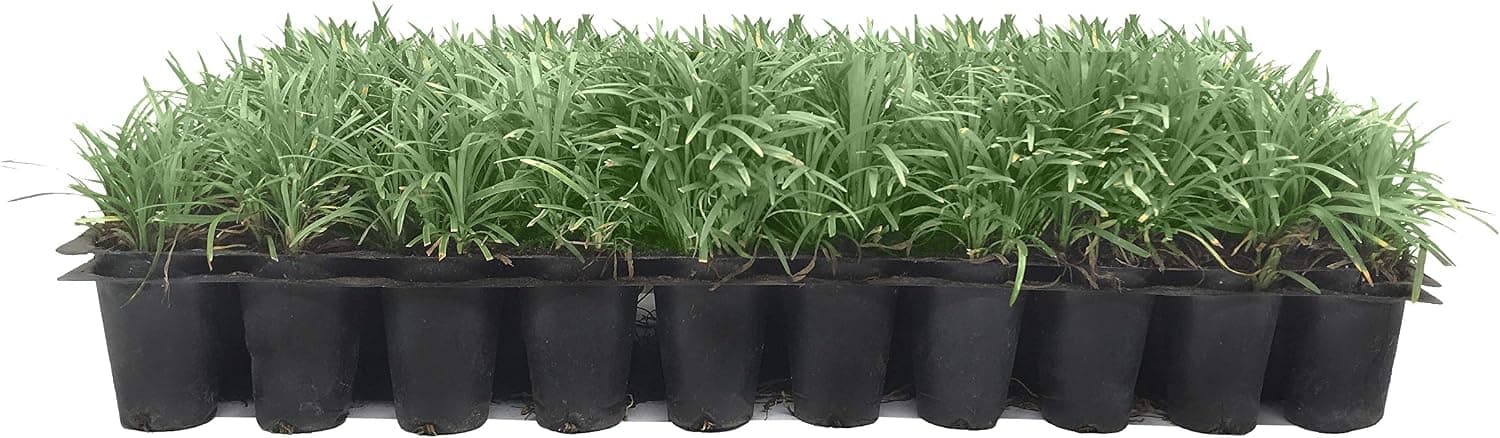 Dwarf Mondo Grass 20 Live Plants Ophiopogon Japonicus Ground Cover Plant, Shade Tolerant Evergreen Foliage