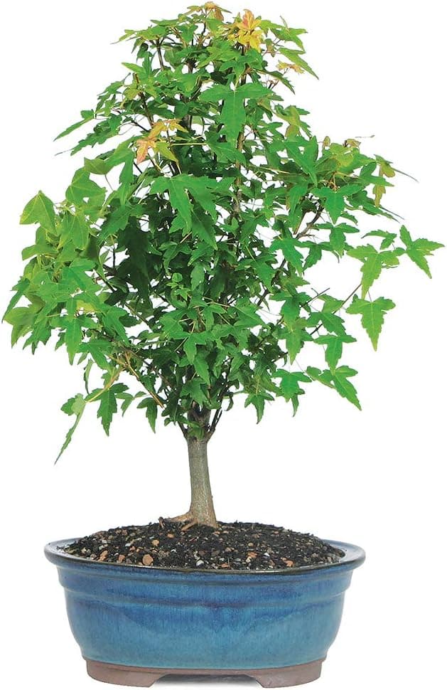 Brussel's Bonsai Live Trident Maple Outdoor Bonsai Tree - 5 Years Old, 8 to 12 Inches Tall with Decorative Container