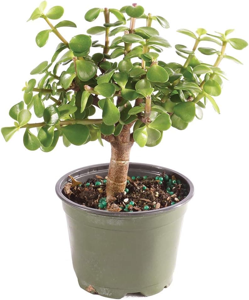 Brussel's Bonsai - Live Dwarf Jade Bonsai Tree in a Grower Bonsai Pot, Indoor Succulent Houseplant, 3 Years Old, 5-8 Inches Tall (Small)