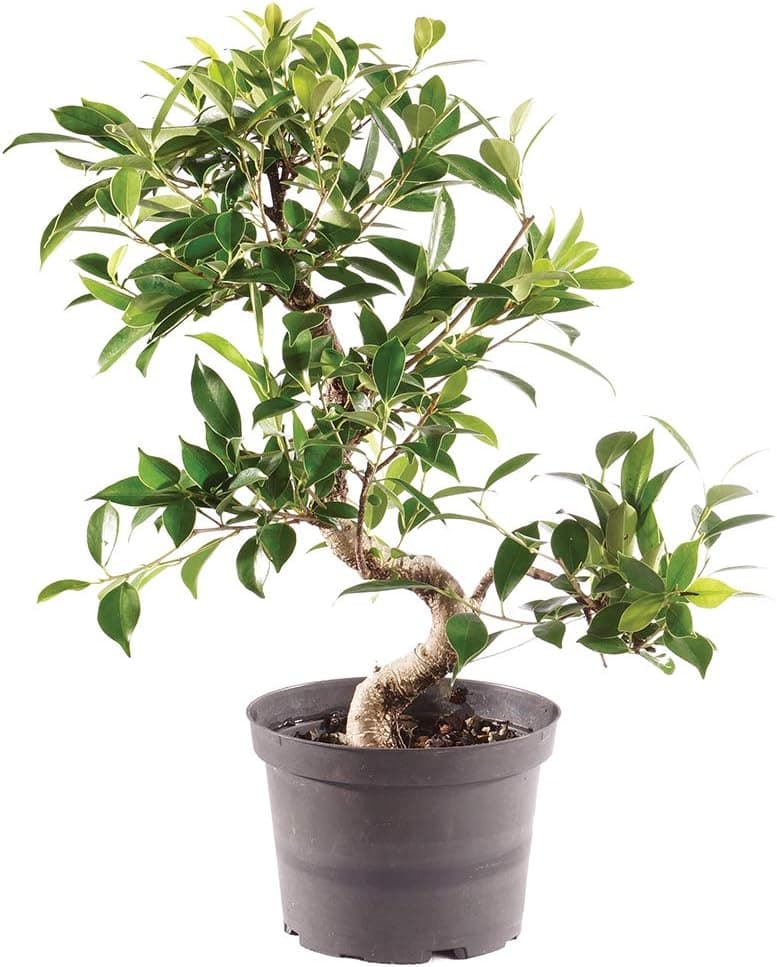 Brussel's Bonsai - Live Golden Gate Ficus Bonsai Tree in Grower Pot, 7 Years Old, 8-10 Inches Tall (Medium)