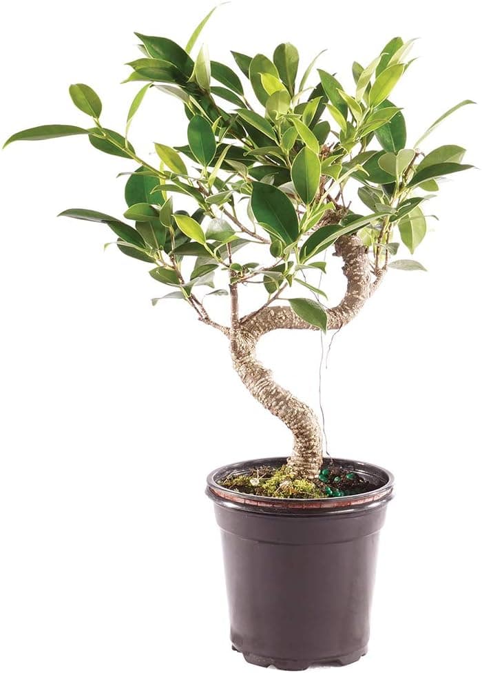 Brussel's Bonsai - Live Golden Gate Ficus Bonsai Tree in Grower Pot, 4 Years Old, 5-8 Inches Tall (Small)