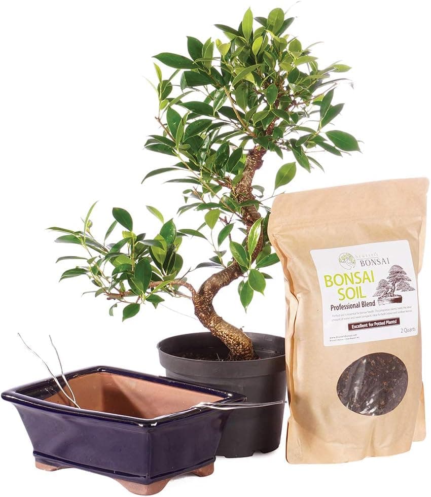 Brussel's Bonsai Live Golden Gate Ficus Bonsai Tree Kit - Medium Indoor Bonsai Ficus Tree with Ceramic Bonsai Pot and Bonsai Soil