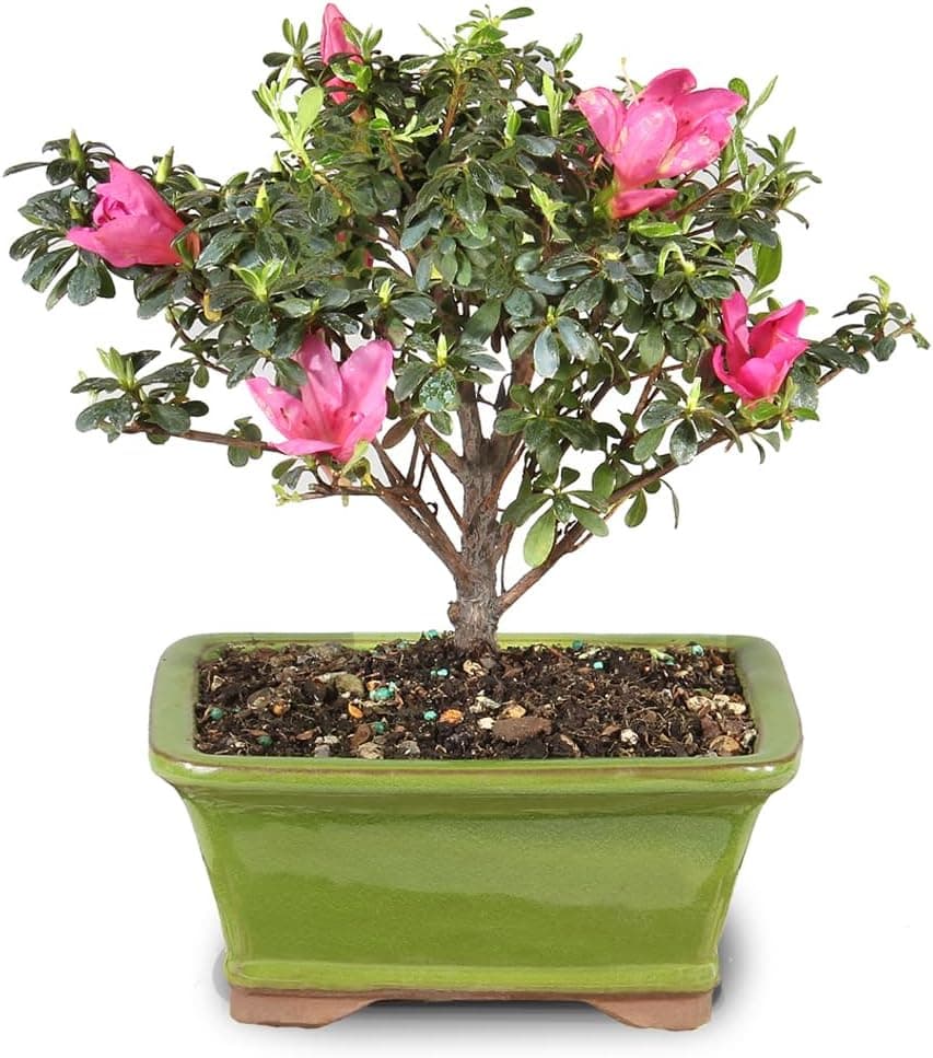 Brussel's Bonsai - Small Satsuki Azalea Live Bonsai Tree, Outdoor, Easy Care, Gift Ready