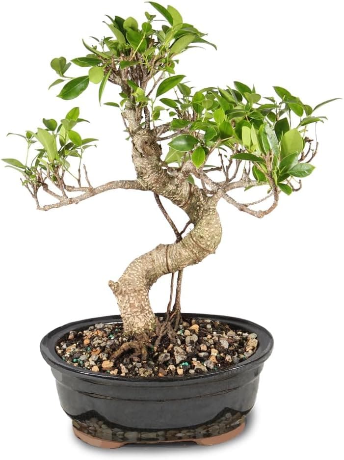 Brussel's Bonsai Live Golden Gate Ficus Indoor Bonsai Tree - Medium, 7 Years Old, 8 to 16 Inches Tall in Ceramic Bonsai Pot