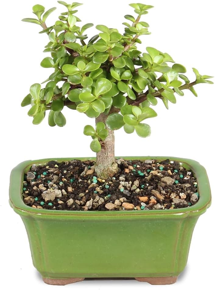 Brussel's Bonsai - Small Live Jade Bonsai Tree, 3-Year, Indoor Houseplant, Ceramic Pot, 5 to 8 Inches, Easy Care, Gift Ready