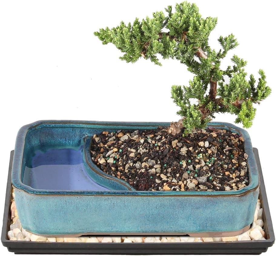Brussel's Bonsai - Live Green Mound Juniper Bonsai Tree with Water Bonsai Pot, 5 Years Old, 6-10 Inches Tall (Medium)