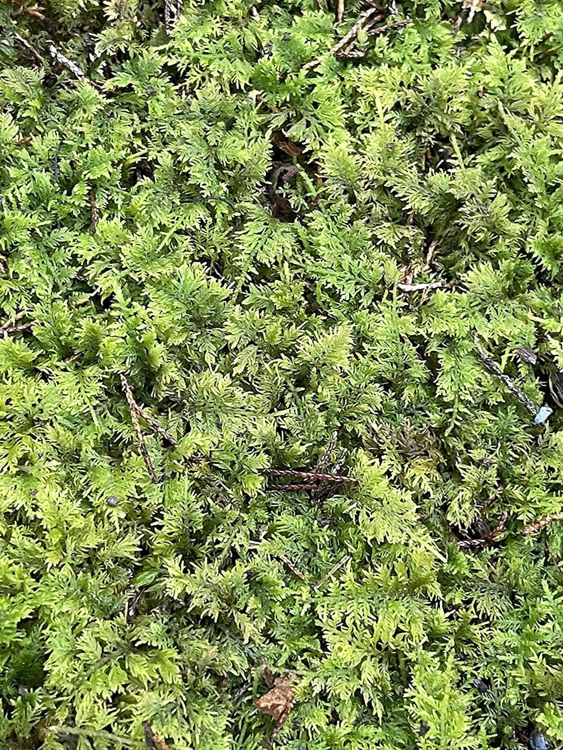 Living Mixed Moss Perfect for Terrariums, Bonsai and Kokedamas 9"x12" Sheet