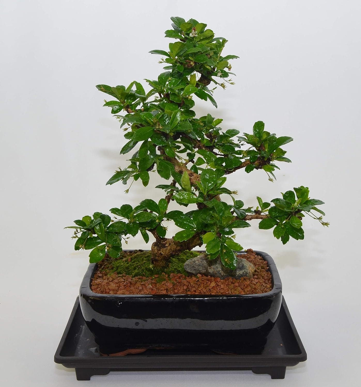 Indoor Bonsai, Fukien Tea, Flowers Constantly, 10 Years Old, S Trunk Style with Free Watering Tray