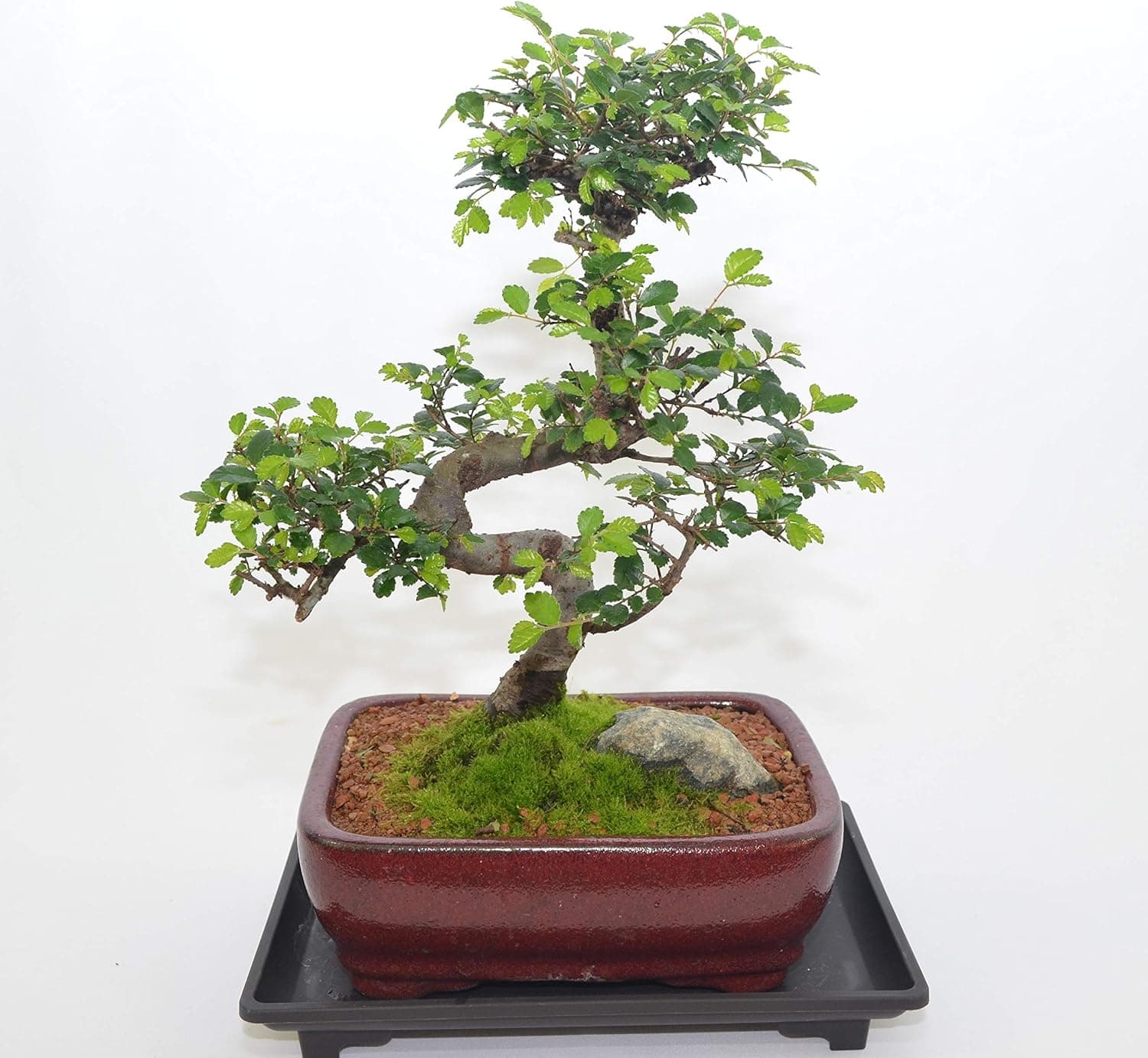Indoor Bonsai, Chinese Elm, 12 Years Old, Trunk Style