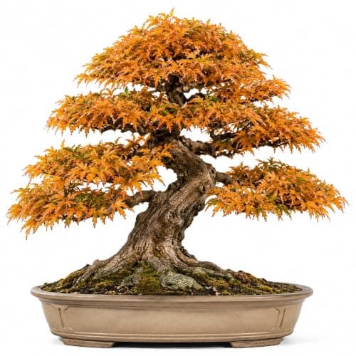 Bonsai Tree Seeds, Trident Maple | 20+ Seeds | Highly Prized for Bonsai, (Acer buergerianum) 20+Seeds