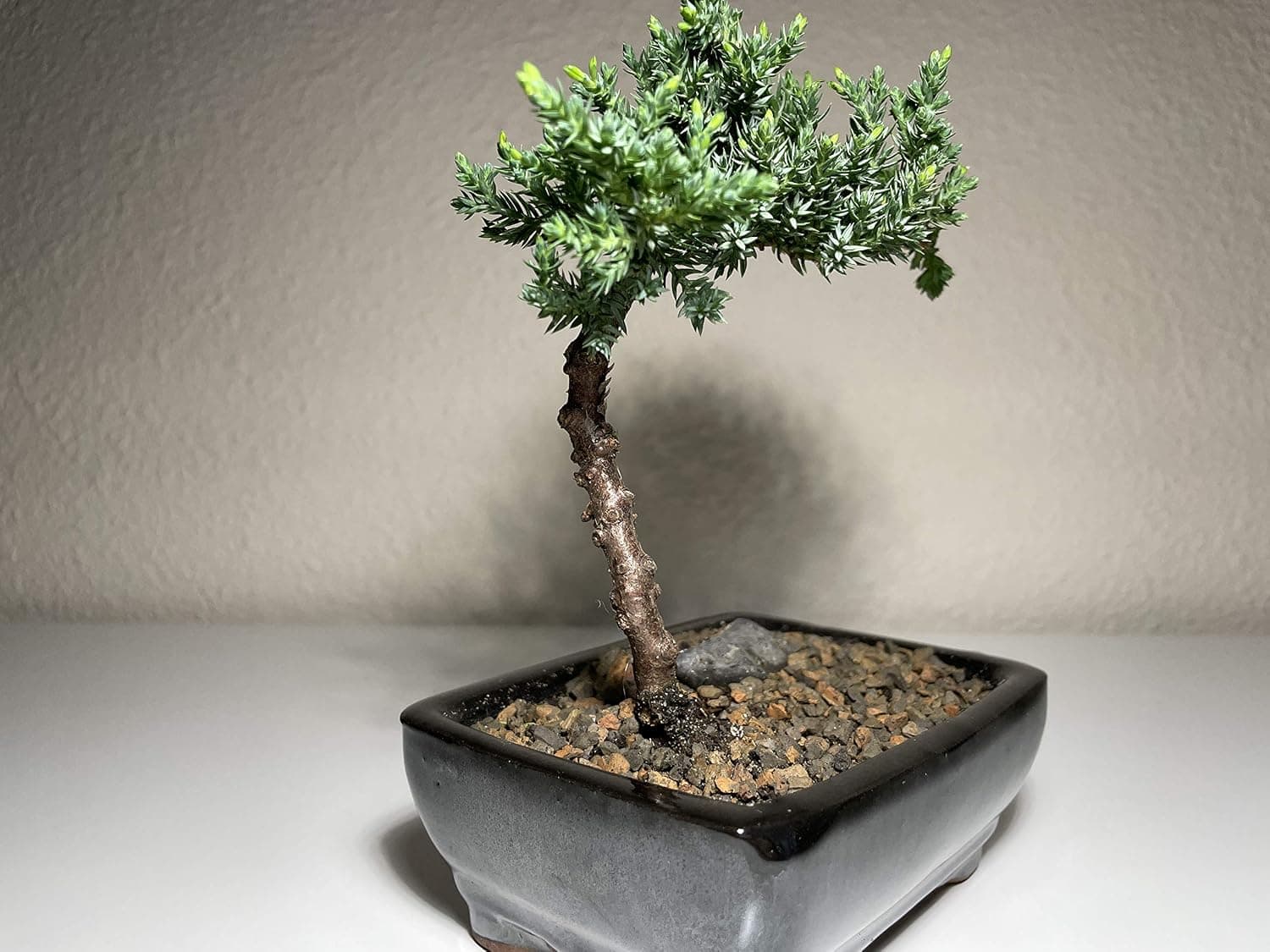 Live Juniper Bonsai Tree Procumbens Nana - House Plant 3 Years Old, 5 to 6 Inches Tall with Ceramic Pot
