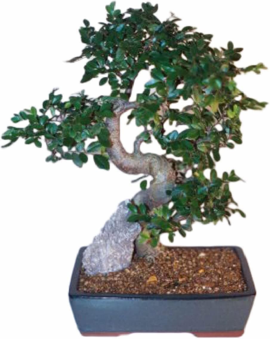 Chinese Elm Bonsai Live Tree - Curved Trunk Extra Large 14 to 17 Inches Tall, 14 Years, Evergreen with Rectangle Container Indoor