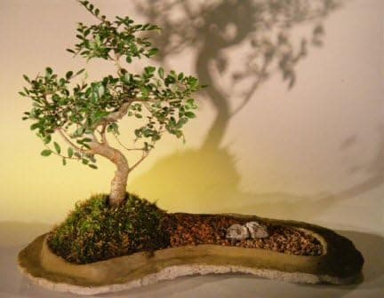 Best Indoor Bonsai Trees