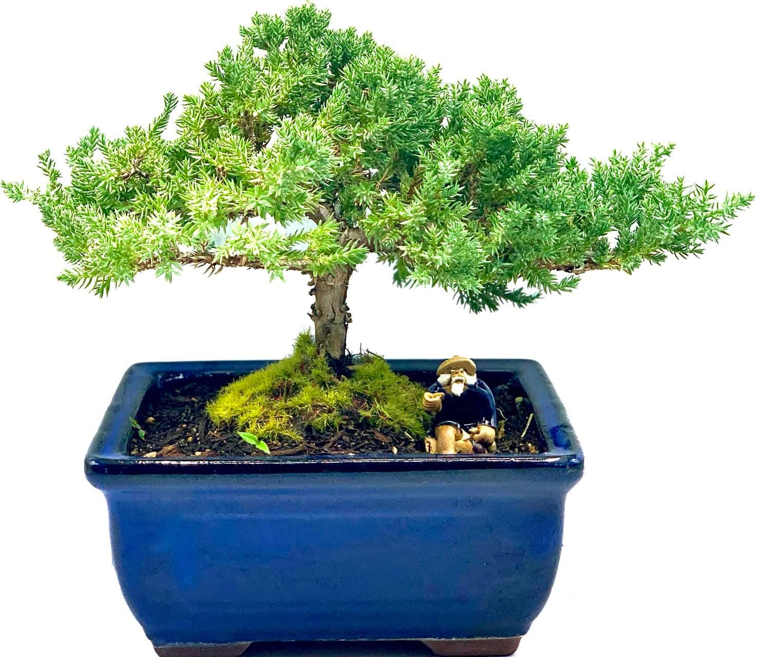 Live Dwarf Juniper Bonsai Tree 7 Year Old, Indoor and Outdoor, 100% Handcrafted, Home and Office Decor