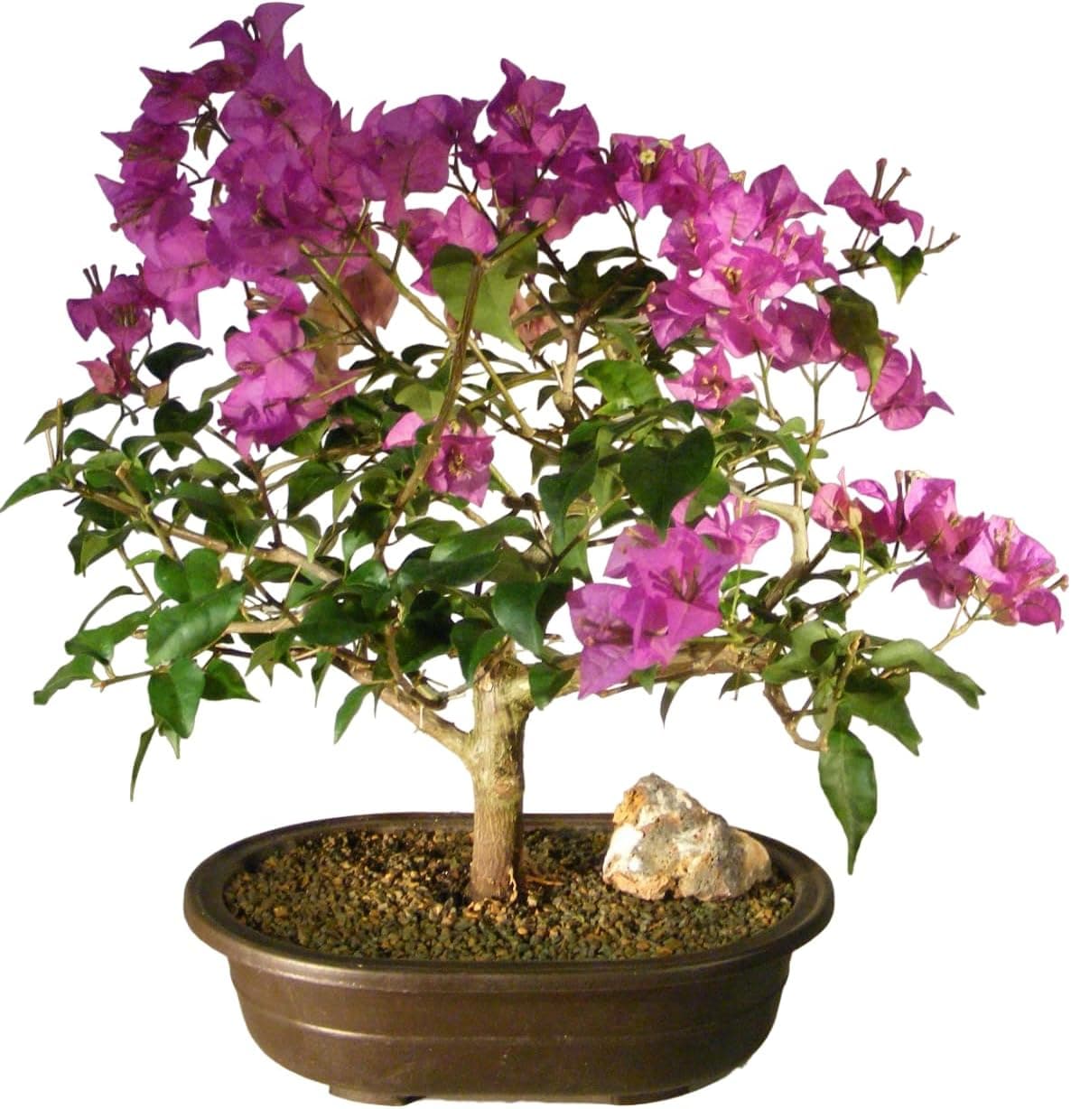 Flowering Bougainvillea Large Bonsai Tree - 23 Years Old - 13-15 Inches Tall