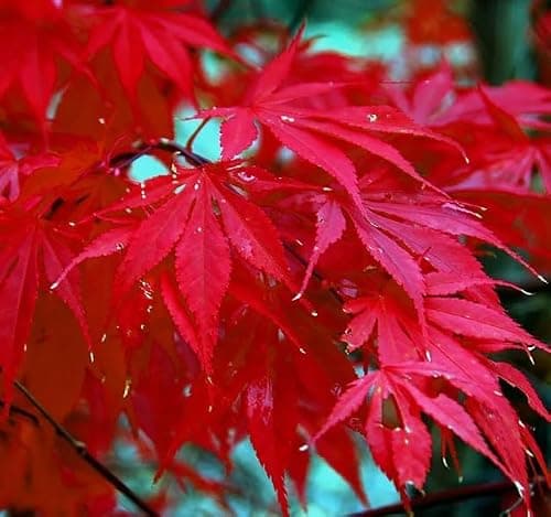 Japanese Red Maple Tree Seeds | 30+ Seeds | Highly Prized for Bonsai, Japanese Maple Tree Seeds