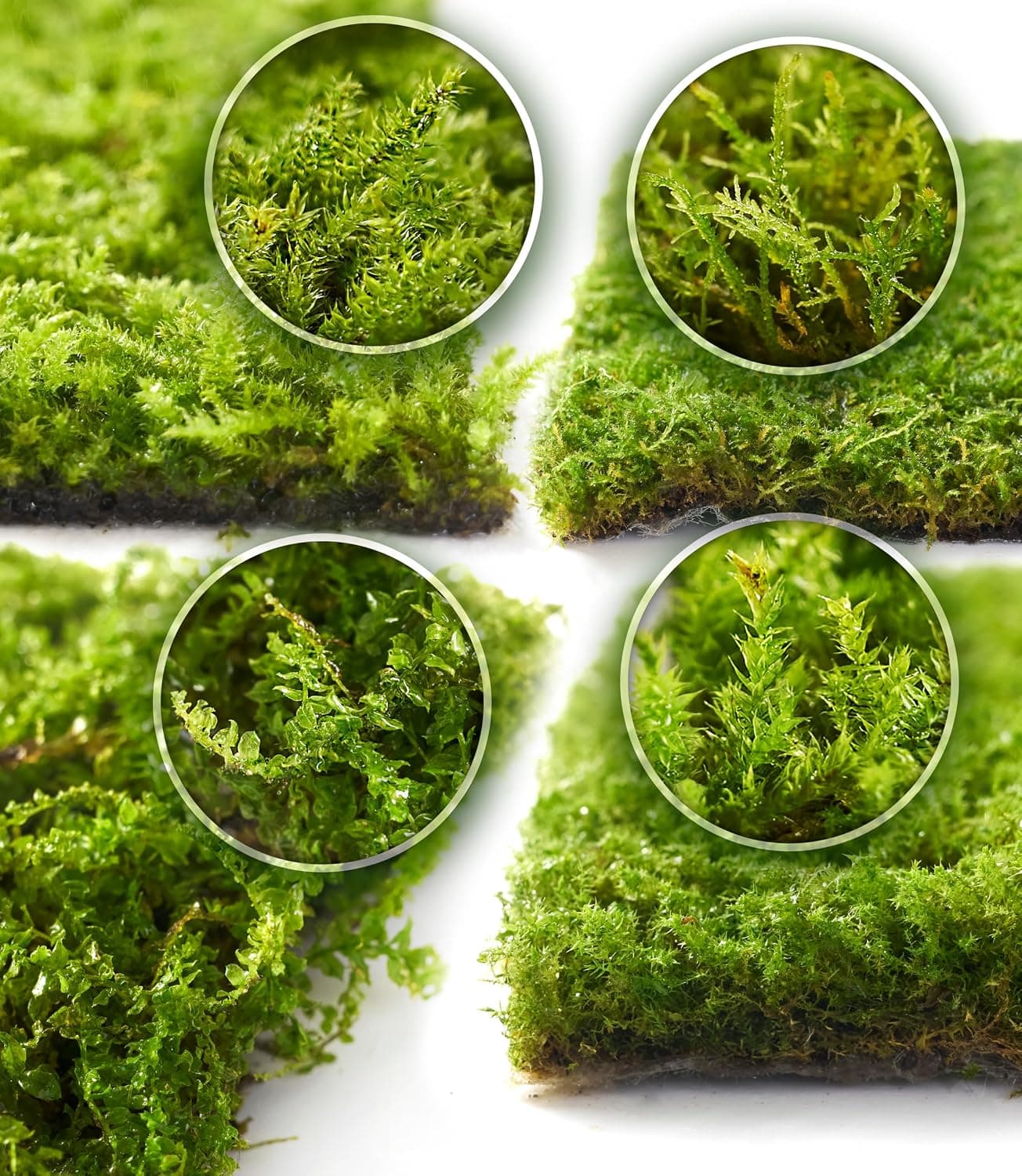 LuckyRunes Live Moss 4-Pack for Terrariums, Potted Plants & Floral Decor, Dye-Free Mixed Green Texture