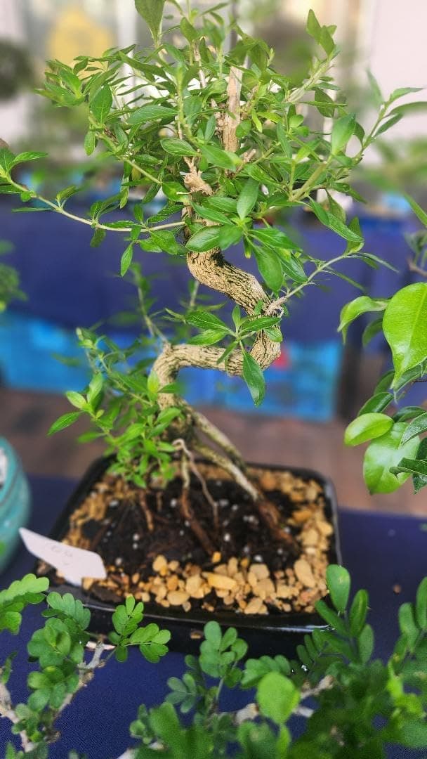 Indoorbonsaiandexotics Serissa Bonsai Tree