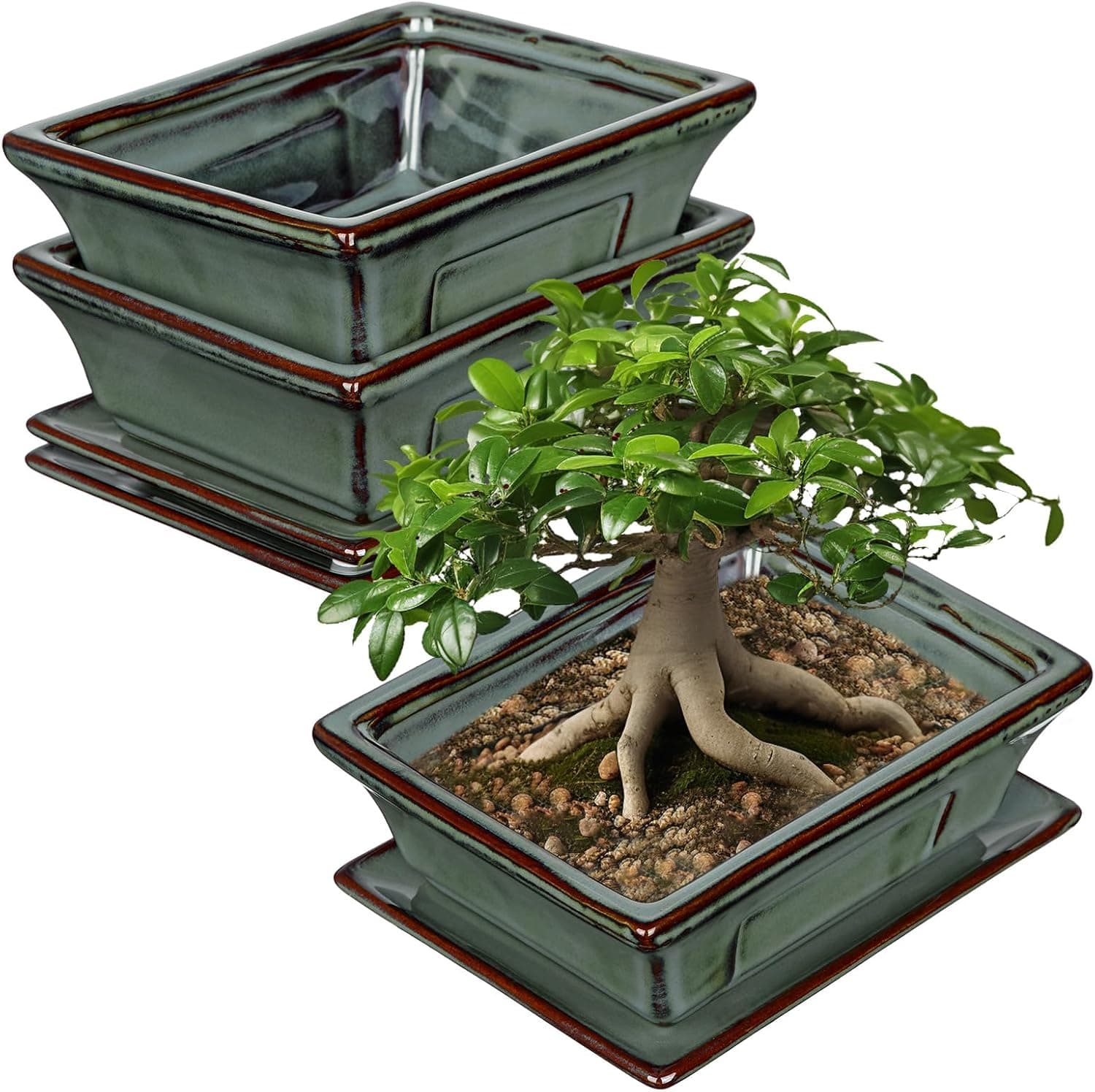 Best Ceramic Bonsai Pots