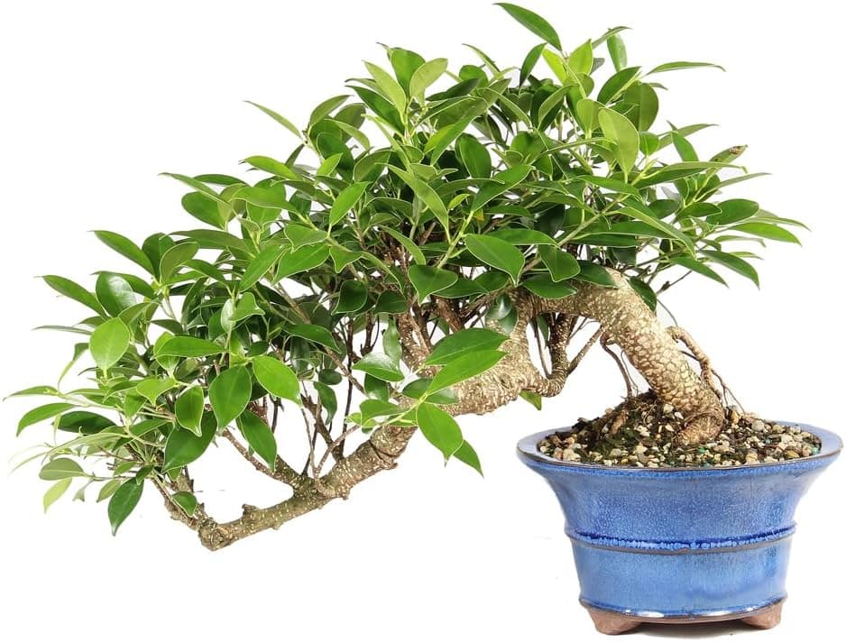 Brussel's Bonsai - Live Golden Gate Ficus Bonsai Tree in Ceramic Bonsai Pot, Indoor Bonsai Plant, 4 Inches Tall (Small, Green)