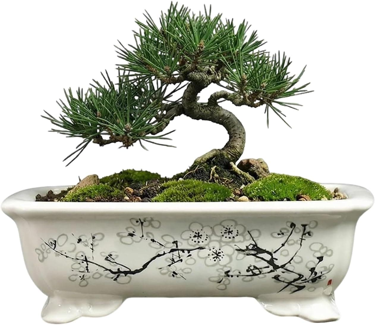 KyoYi Bonsai Pots with Drainage Tray, 6 Inch Rectangular Chinoiserie Glazed Ceramic Bonsai Pot